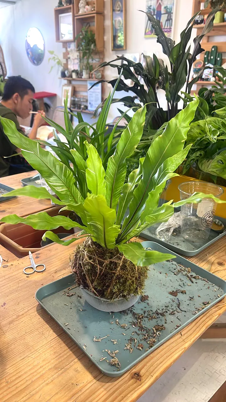 Mindfulness Kokedama Workshop