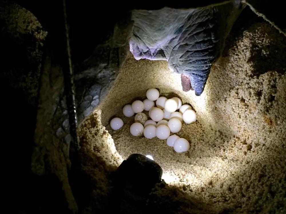 Cherating Turtle Secrets: Night Egg-Laying Watch