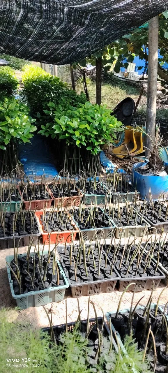 Mangrove Nursery Hands-On Workshop