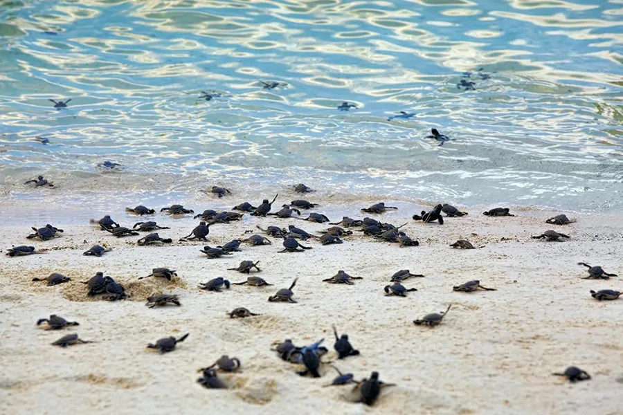 baby sea-turtle back the sea_d3379253-a459-468f-9a65-0523b9d153ce.jpg