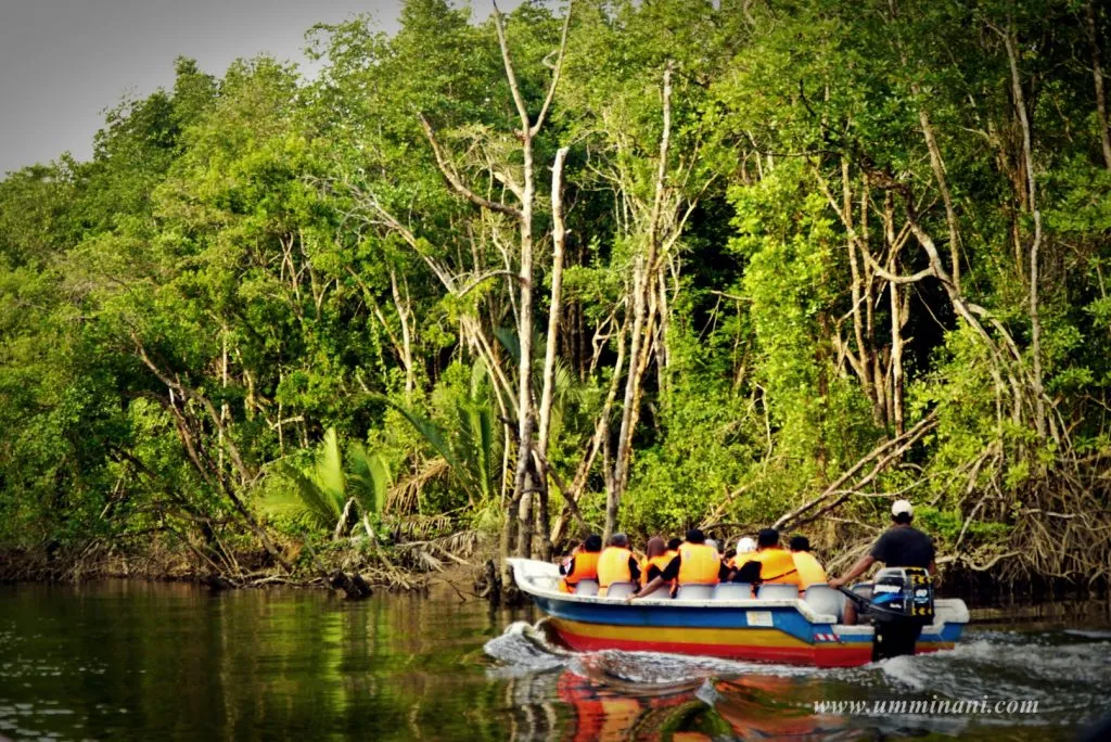 Cherating Mangrove Discovery Cruise