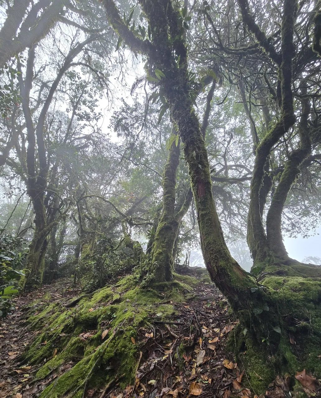 Mossy Forest