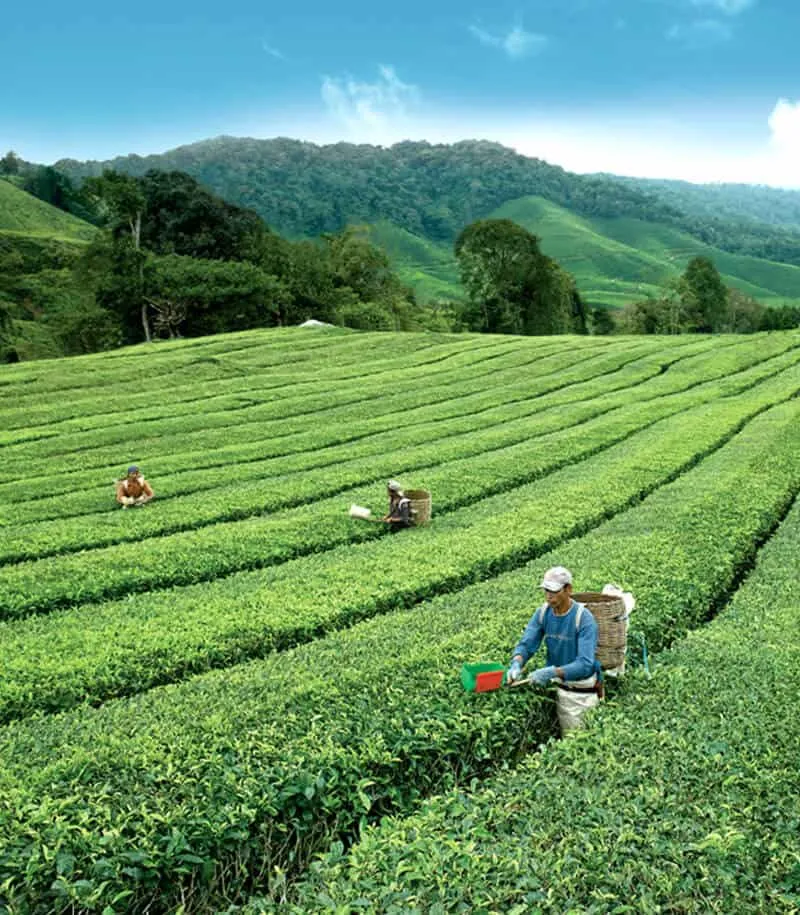 Tea Plantation