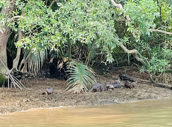 Private Wildlife & Mangrove Discovery Cruise — Kuantan