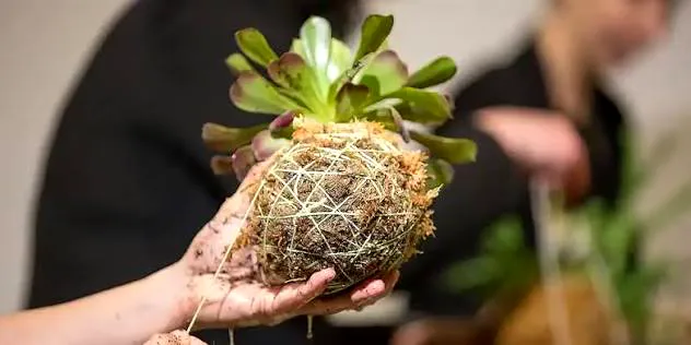Introduction to Kokedama