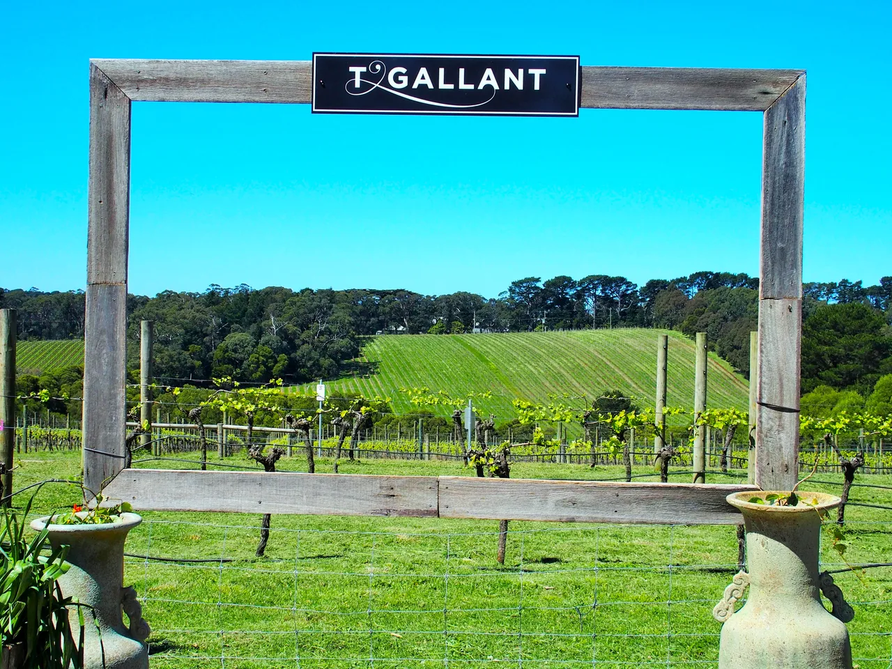T'Gallant – Tasting & Lunch